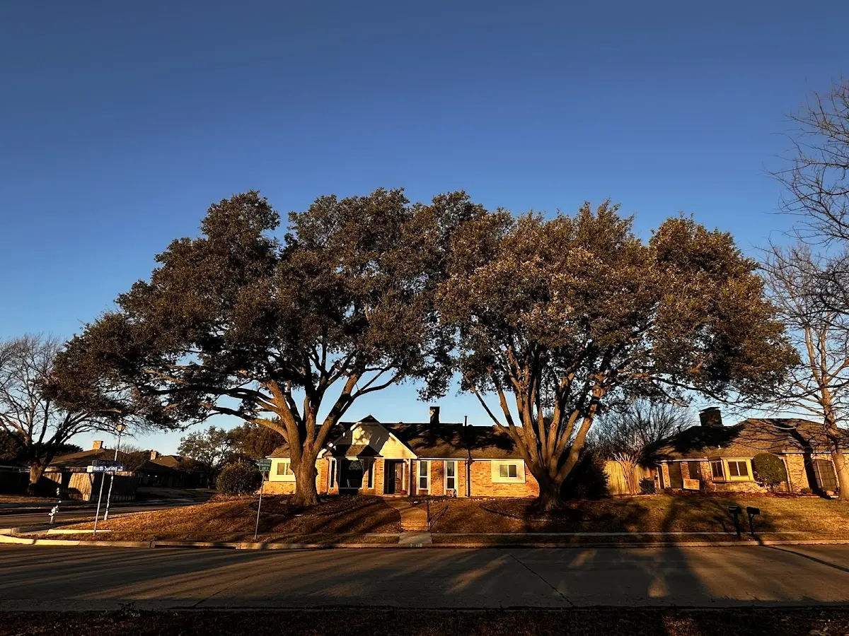 Established residential canopy tree shading a home in Bessemer